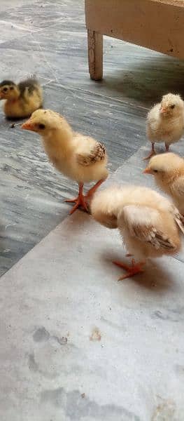 aseel chicks for sale 7