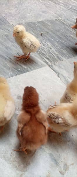 aseel chicks for sale 8