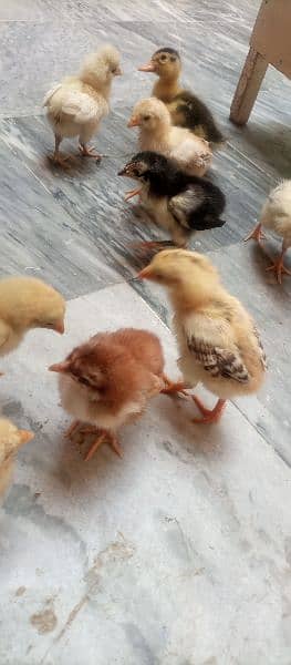 aseel chicks for sale 9