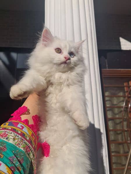 Persian tripple coat kitten 3