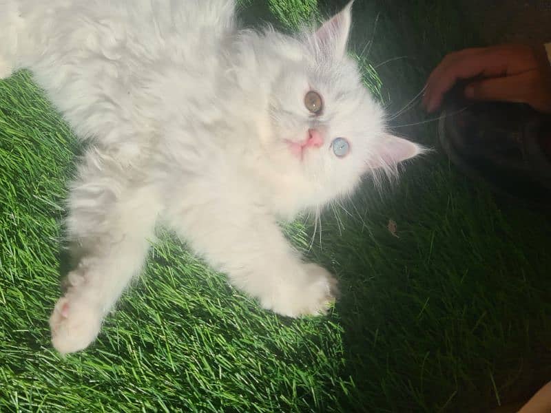 Persian tripple coat kitten 4