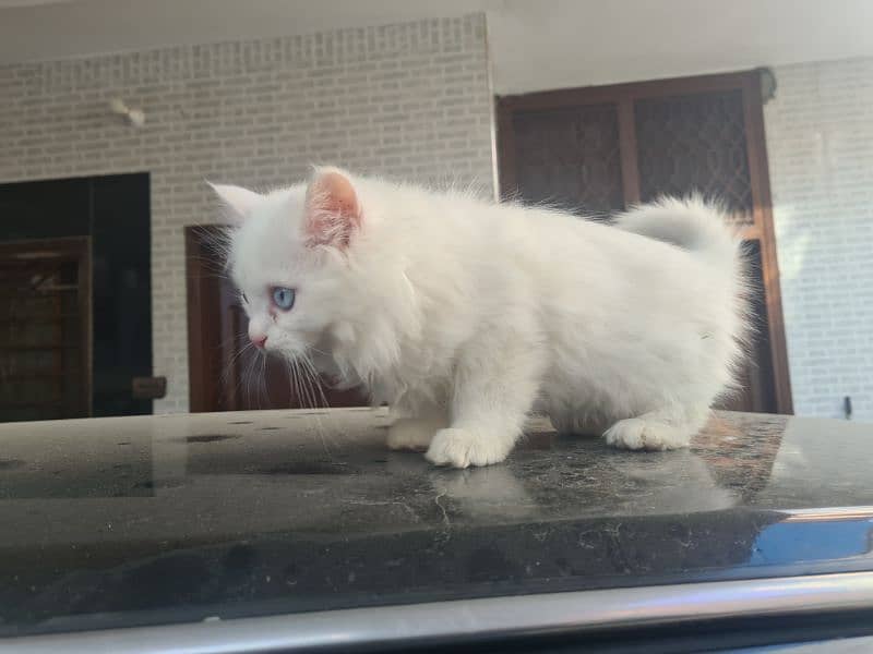 Persian tripple coat kitten 5