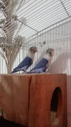 beaeder pair be  for sale 03054636833