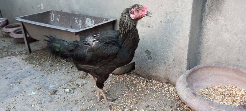 Aseel Breeder Hens for sale High Quality Birds 4