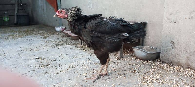 Aseel Breeder Hens for sale High Quality Birds 6