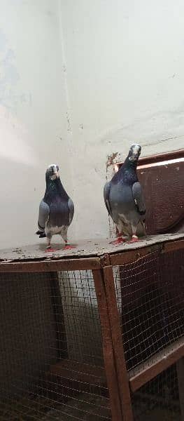 Dabaaz old breed pair for sale.            Contact nbr. 03206482269 2