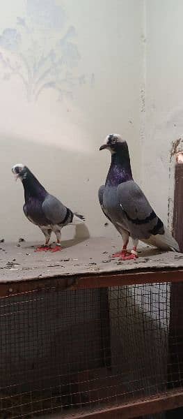 Dabaaz old breed pair for sale.            Contact nbr. 03206482269 3