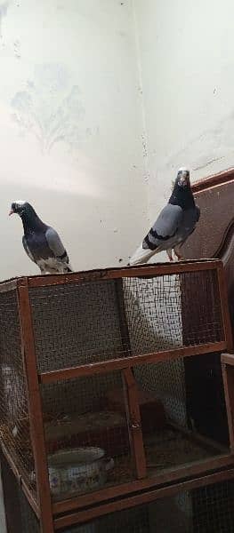 Dabaaz old breed pair for sale.            Contact nbr. 03206482269 4