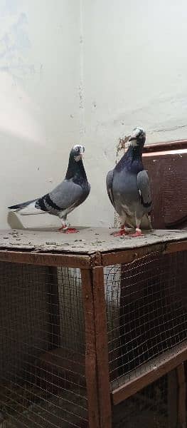 Dabaaz old breed pair for sale.            Contact nbr. 03206482269 5