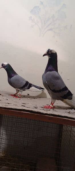 Dabaaz old breed pair for sale.            Contact nbr. 03206482269 6