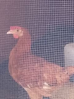 Pure Deesi Hens Pair Available For Sale In Gulistan-E-Johuar Block 19