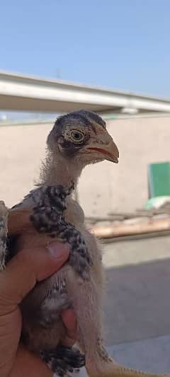 shamo chicks coco colr age 2 month last pic available