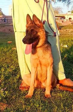 German Shepard dubal cout female 9 mahnt for sale
