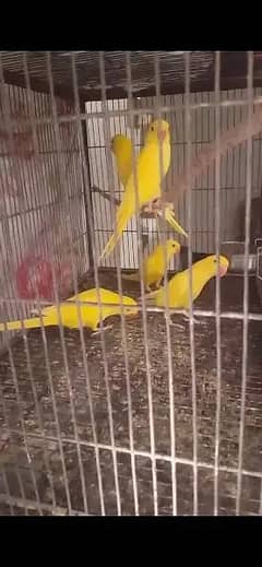Rincgneck | Yellow ringneck | Chicks
