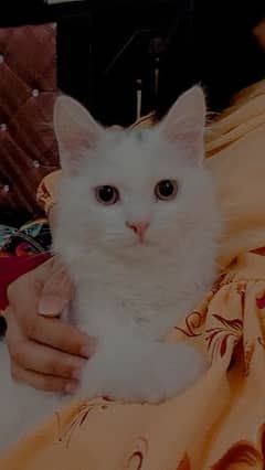 trained white Persian cat 0