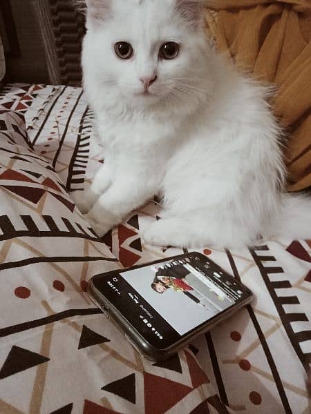 trained white Persian cat 2