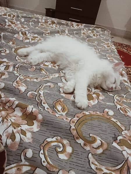 trained white Persian cat 3