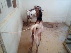 Bakra 2 Dant very healthy for sale