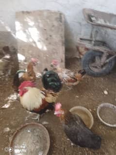 murgha/murghi/egg laying hens/misri hens for sale