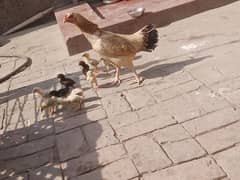 Aseel murgi hen and aseel 10 chicks