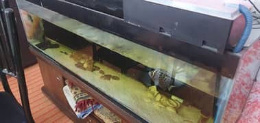 fish with aquarium