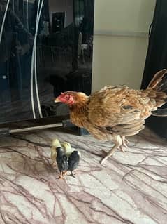 Pure aseel hen with 4 chicks / aseel murgi or choozy 0