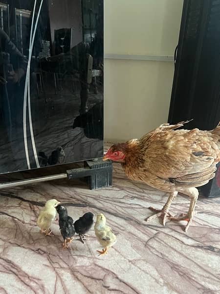 Pure aseel hen with 4 chicks / aseel murgi or choozy 1