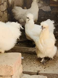 Silkiee hen eggs available for sell 0