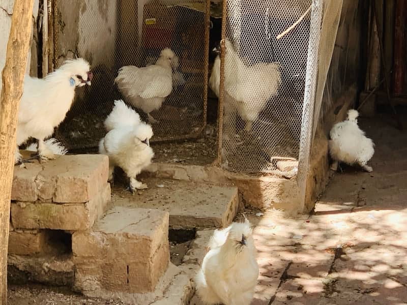 Silkiee hen eggs available for sell 1