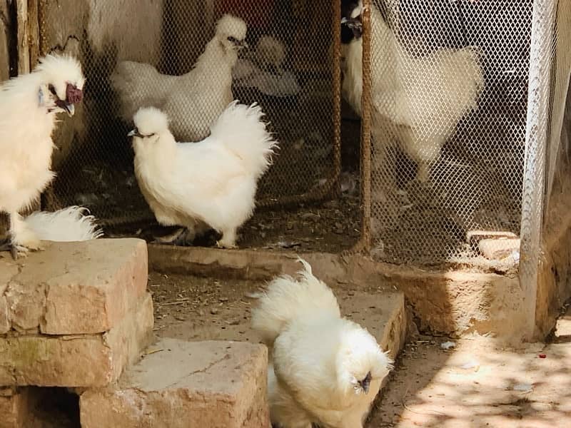 Silkiee hen eggs available for sell 3