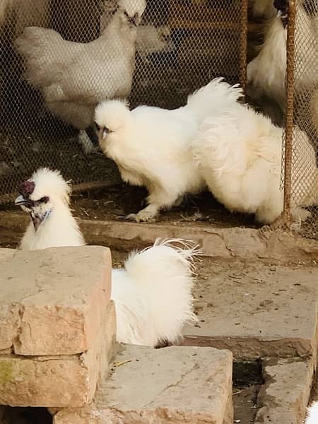 Silkiee hen eggs available for sell 5