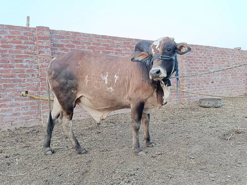 SALE OF BEAUTIFUL N HEALTHY DONDY WACHY FOR QURBANI 2024 2