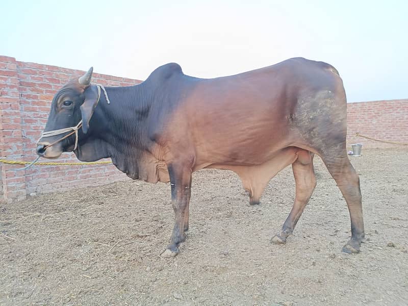 SALE OF BEAUTIFUL N HEALTHY DONDY WACHY FOR QURBANI 2024 4