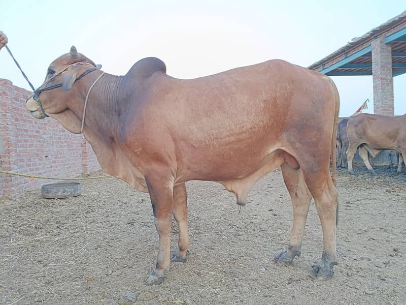 SALE OF BEAUTIFUL N HEALTHY DONDY WACHY FOR QURBANI 2024 5