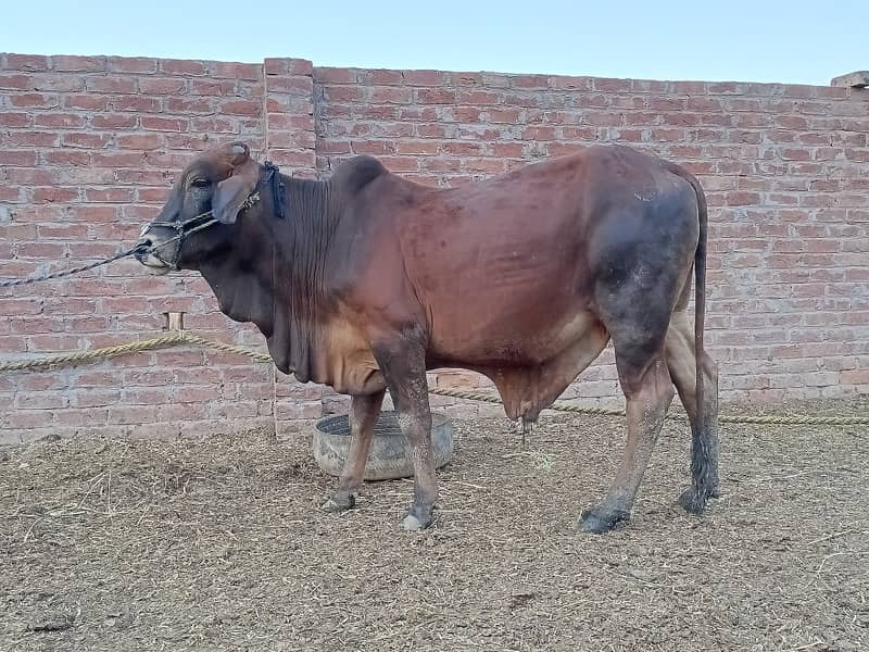 SALE OF BEAUTIFUL N HEALTHY DONDY WACHY FOR QURBANI 2024 7