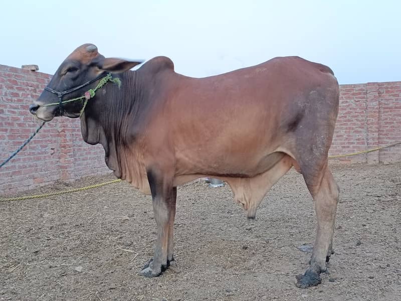 SALE OF BEAUTIFUL N HEALTHY DONDY WACHY FOR QURBANI 2024 8