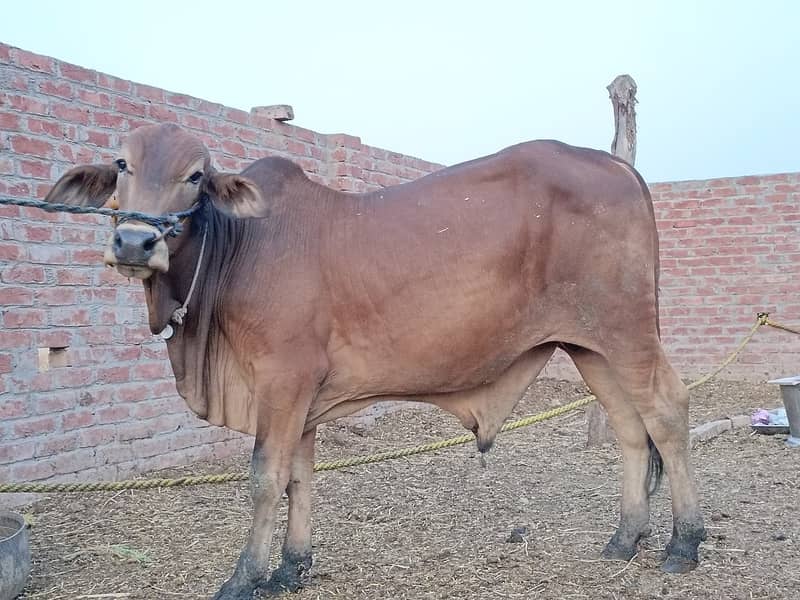 SALE OF BEAUTIFUL N HEALTHY DONDY WACHY FOR QURBANI 2024 9
