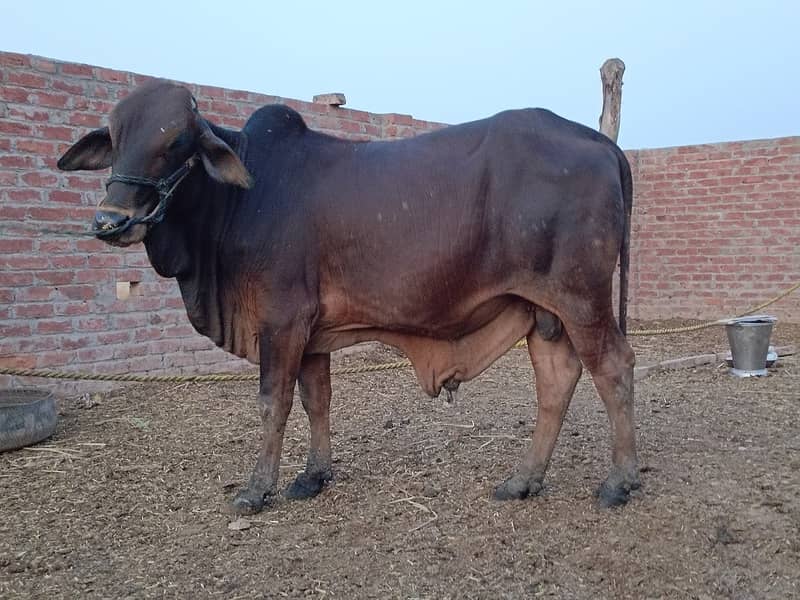 SALE OF BEAUTIFUL N HEALTHY DONDY WACHY FOR QURBANI 2024 10