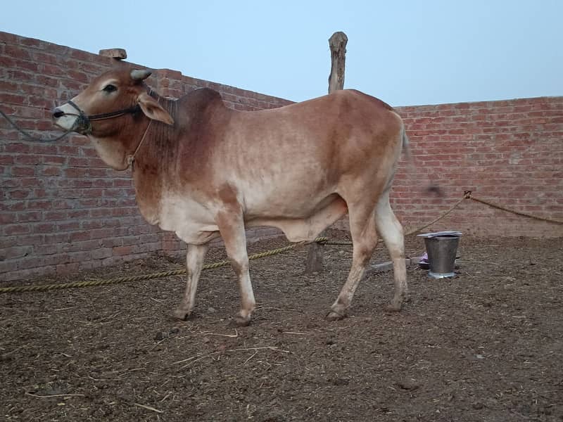 SALE OF BEAUTIFUL N HEALTHY DONDY WACHY FOR QURBANI 2024 12