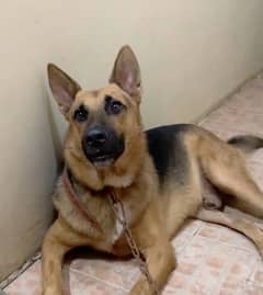 German Shepherd Male 4 Years Age Potty trained and loving guard dog.