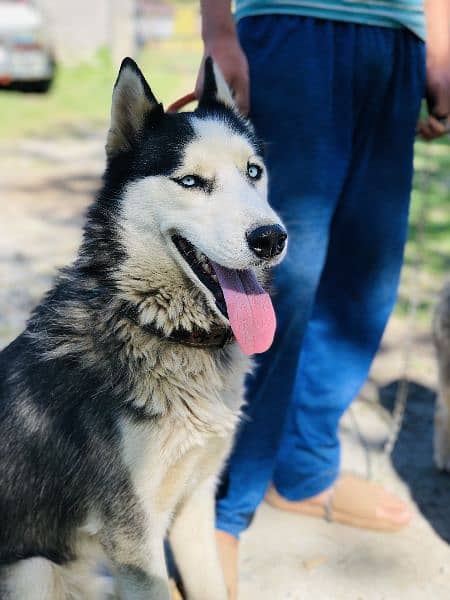 Sibarian Husky male blue eyes extreme quality for sale 0
