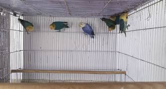 All bird for sell