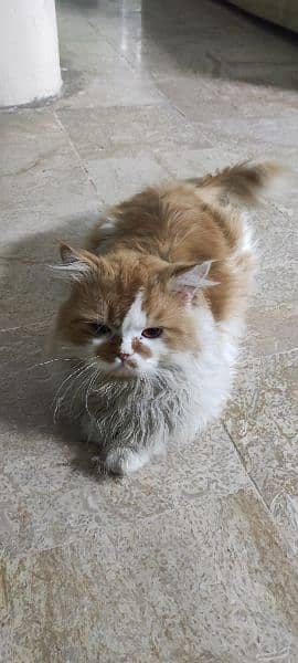 Persian male cat 0