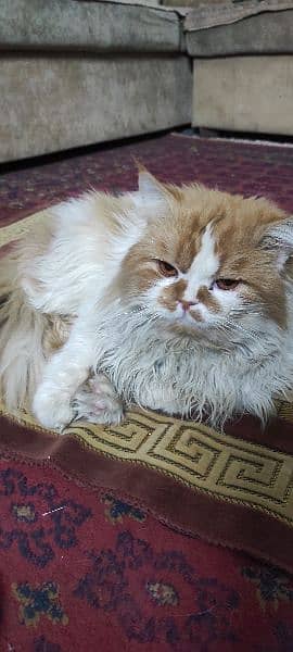 Persian male cat 1