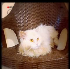 Persian Cat For sale