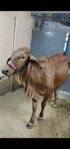 cow for sale 6 daanth bachri 0