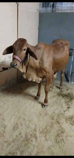 cow for sale 6 daanth bachri 2
