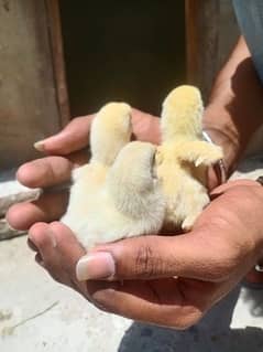 heera shamo Chicks for sale