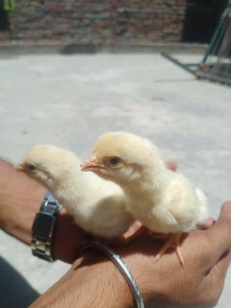 heera Chicks for sale 03089179667 1