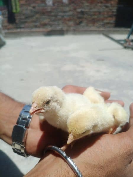 heera Chicks for sale 03089179667 3